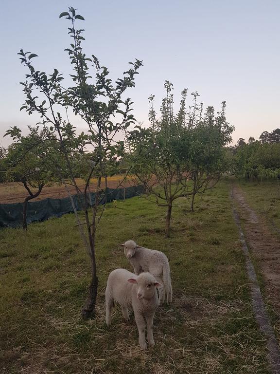 הוילה ברסלוס Quinta Da Lage מראה חיצוני תמונה