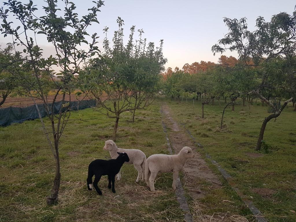 הוילה ברסלוס Quinta Da Lage מראה חיצוני תמונה